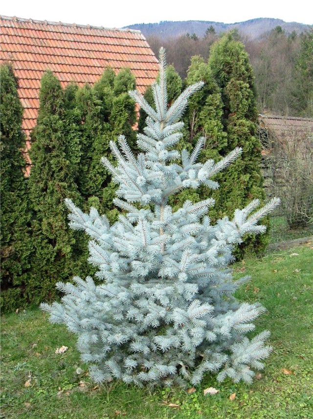 picea pungens edith